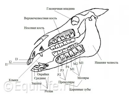 Дарованому коню - дивимося в зуби, перший кінний журнал online