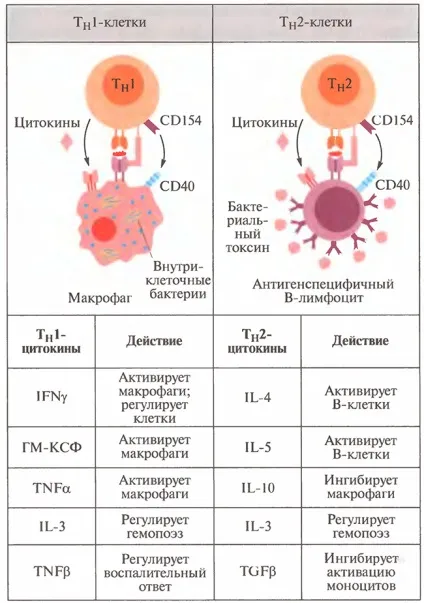 Цитокіни в імунології