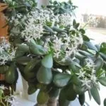 Грошове дерево в інтер'єрі (19 фото) залучаємо благополуччя в будинок