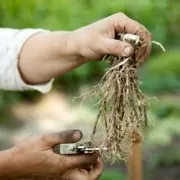 Розподіл і посадка хости майстер-клас