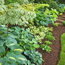 Дерен ряболистий посадка і догляд, вирощування, фото сортів їх розмноження, хвороби і добрива (дерен) Дерен ряболистий посадка і догляд, вирощування, фото сортів їх розмноження, хвороби і добрива