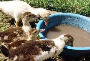 Робимо поїлки для каченят своїми руками