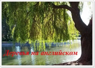 Дерева на англійській мові