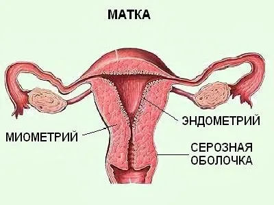 Дифузно-неоднорідні зміни міометрія матки що це таке (міометрія) Дифузно-неоднорідні зміни міометрія матки що це таке