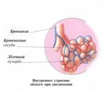 Дихальна система людини, опис з картинками для дітей (система) Дихальна система людини, опис з картинками для дітей