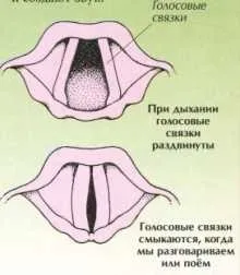 Дихальна система людини, опис з картинками для дітей (система) Дихальна система людини, опис з картинками для дітей