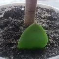 Домашнє мандаринове дерево догляд, пересадка, обрізка, фото і відео (догляд) Домашнє мандаринове дерево догляд, пересадка, обрізка, фото і відео