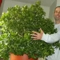 Домашнє мандаринове дерево догляд, пересадка, обрізка, фото і відео (грошове дерево домашніх умовах) Домашнє мандаринове дерево догляд, пересадка, обрізка, фото і відео