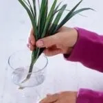 Драцена розмноження в домашніх умовах, як розсадити і укоренити (домашніх) Драцена розмноження в домашніх умовах, як розсадити і укоренити