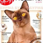 Домашня короткошерста кішка