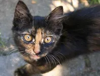 Домашня короткошерста
