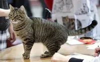 Домашня короткошерста