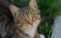 Домашня короткошерста
