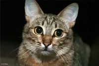 Домашня короткошерста