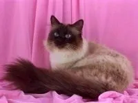 Домашня короткошерста кішка фото, походження короткошерста кішка породи кішок, приручення (кішка) Домашня короткошерста кішка фото, походження короткошерста кішка породи кішок, приручення