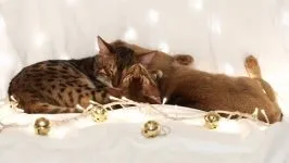 Домашня короткошерста кішка фото, походження короткошерста кішка породи кішок, приручення (походження) Домашня короткошерста кішка фото, походження короткошерста кішка породи кішок, приручення