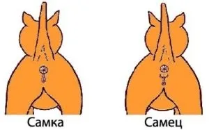 Домашні кішки поведінку, нюанси харчування, сну і гігієни (поведінку) Домашні кішки поведінку, нюанси харчування, сну і гігієни
