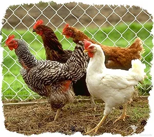 Домашні кури - як доглядати (кури) Домашні кури - як доглядати