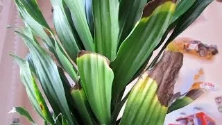 Драцена компакта фото, догляд в домашніх умовах (драцена) Драцена компакта фото, догляд в домашніх умовах