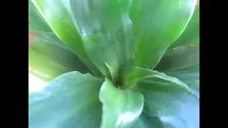 Драцена компакта фото, догляд в домашніх умовах (фото) Драцена компакта фото, догляд в домашніх умовах