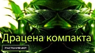 Драцена компакта фото, догляд в домашніх умовах (компакта) Драцена компакта фото, догляд в домашніх умовах