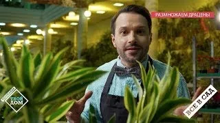 Драцена компакта фото, догляд в домашніх умовах (компакта) Драцена компакта фото, догляд в домашніх умовах