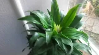 Драцена компакта фото, догляд в домашніх умовах (догляд) Драцена компакта фото, догляд в домашніх умовах