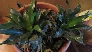 Драцена компакта фото, догляд в домашніх умовах (фото) Драцена компакта фото, догляд в домашніх умовах
