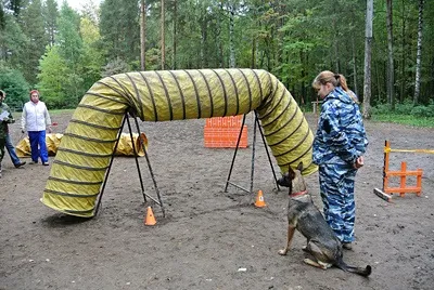Дресирування собак і спорт, «центр собаківництва пермського краю», Чернігів (собак) Дресирування собак і спорт, «центр собаківництва пермського краю», Чернігів