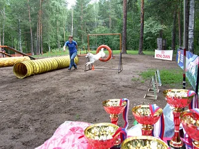 Дресирування собак і спорт, «центр собаківництва пермського краю», Чернігів (собак) Дресирування собак і спорт, «центр собаківництва пермського краю», Чернігів