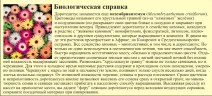 Доротеантус - кришталева травичка, сад, город
