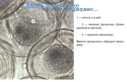 дроблення яйцеклітини