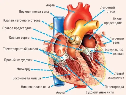 Додаткова хорда лівого шлуночка - що це таке (лівого) Додаткова хорда лівого шлуночка - що це таке