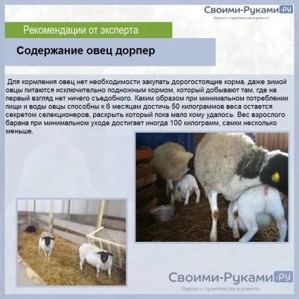Дорпер порода овець - докладно про зміст, відхід, рентабельності! (Овець) Дорпер порода овець - докладно про зміст, відхід, рентабельності!