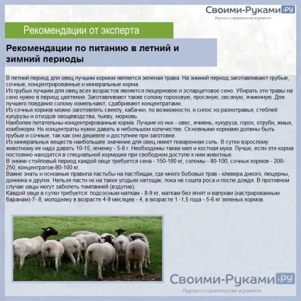 Дорпер порода овець - докладно про зміст, відхід, рентабельності! (Порода) Дорпер порода овець - докладно про зміст, відхід, рентабельності!