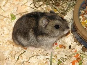 Джунгарський хом'як фото і опис гризуна, особливості змісту, догляду та годування джунгаріка (хом'як) Джунгарський хом'як фото і опис гризуна, особливості змісту, догляду та годування джунгаріка