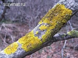 Мох на плодових деревах