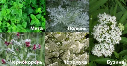 Народні засоби від щурів в курнику (після того щур) Народні засоби від щурів в курнику