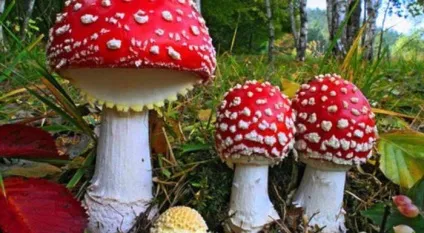 Якщо з'їсти мухомор, що буде наслідки отруєння мухомором (з'їсти мухомор буде) Якщо з'їсти мухомор, що буде наслідки отруєння мухомором