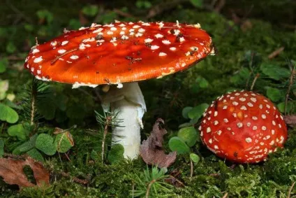 Якщо з'їсти мухомор, що буде наслідки отруєння мухомором (буде) Якщо з'їсти мухомор, що буде наслідки отруєння мухомором