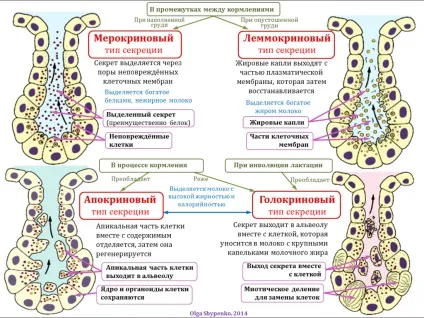 Ще раз про «передньому» і «задньому» молоці - годуємо грудьми своїх малюків! (Молоці) Ще раз про «передньому» і «задньому» молоці - годуємо грудьми своїх малюків!