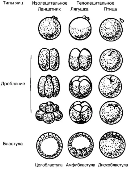 ембріональний період