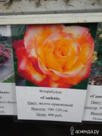 Це троянда або шипшина група садові квіти і флористика (шипшина) Це троянда або шипшина група садові квіти і флористика