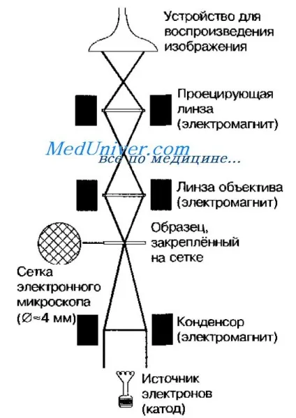 Електронна мікроскопія