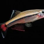 Фауна (мешканці) червоного моря
