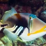 Фауна (мешканці) червоного моря