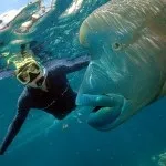 Фауна (мешканці) червоного моря