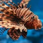 Фауна (мешканці) червоного моря