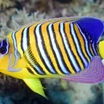 Фауна (мешканці) червоного моря