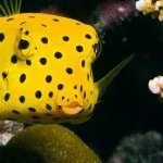 Фауна (мешканці) червоного моря